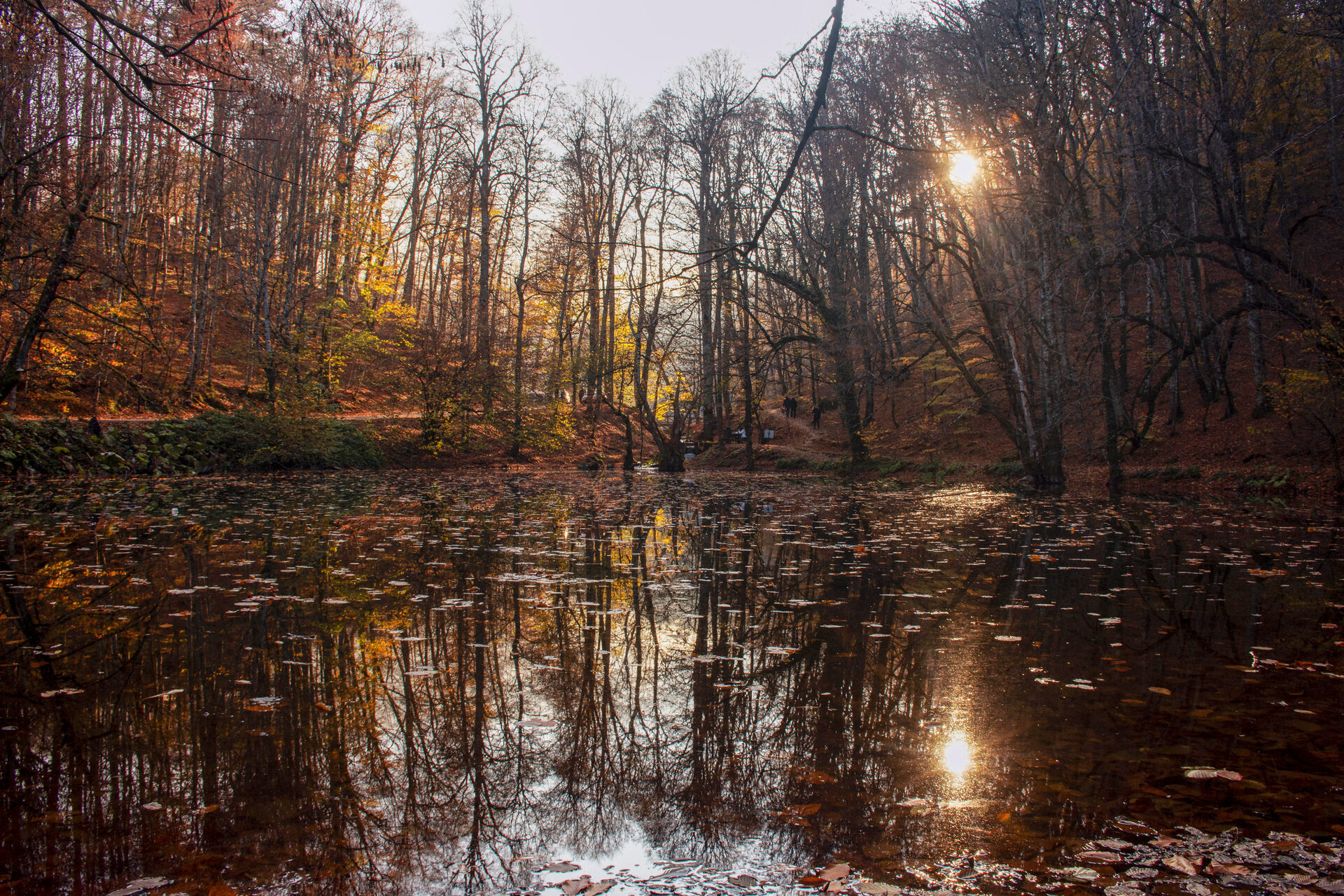 Nature (9)
